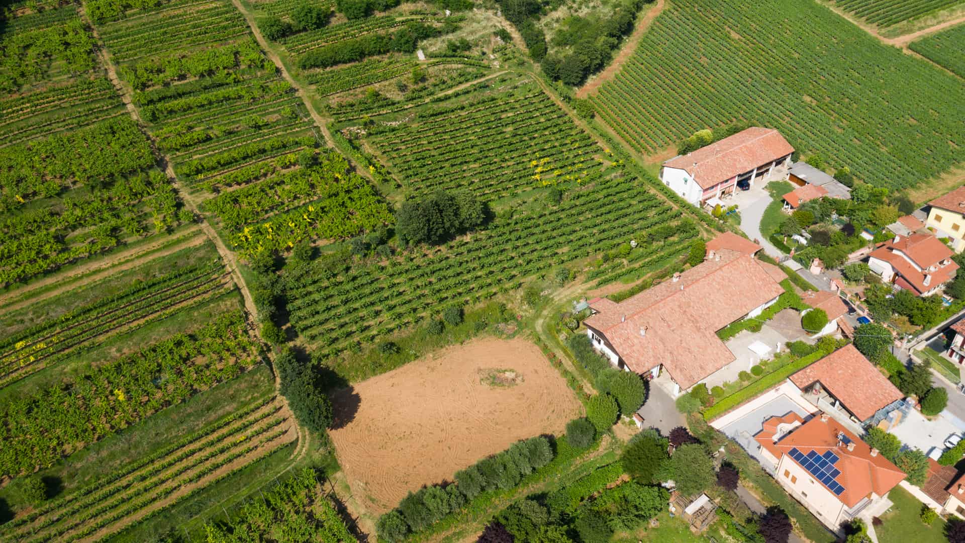 vigneti cenci