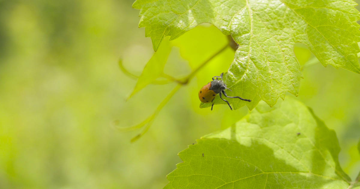 biodiversità vigneti
