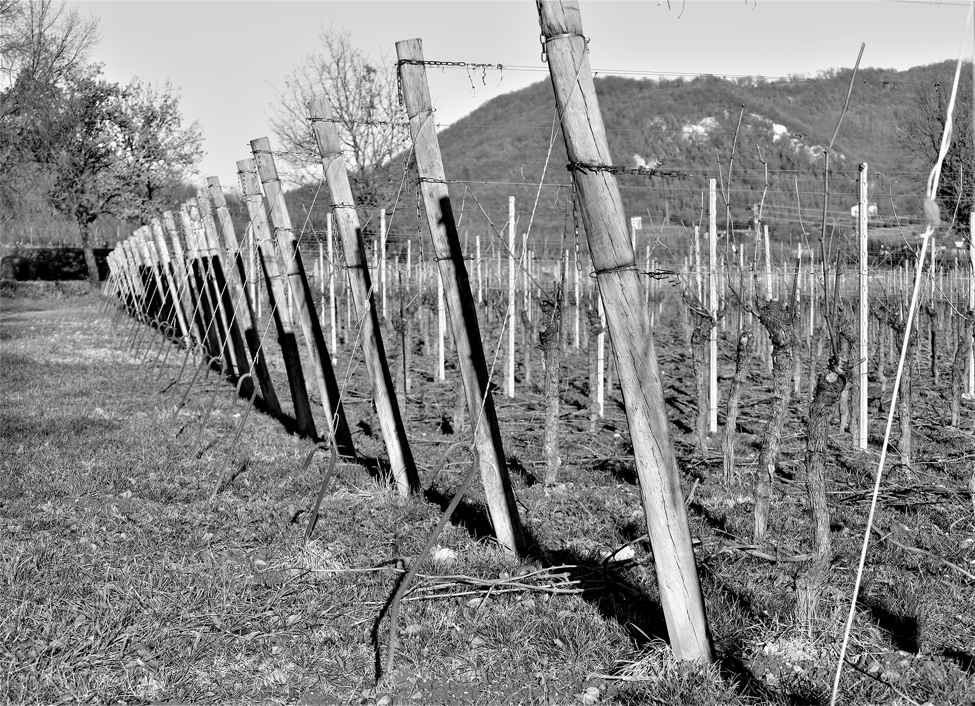 Vite per le viti