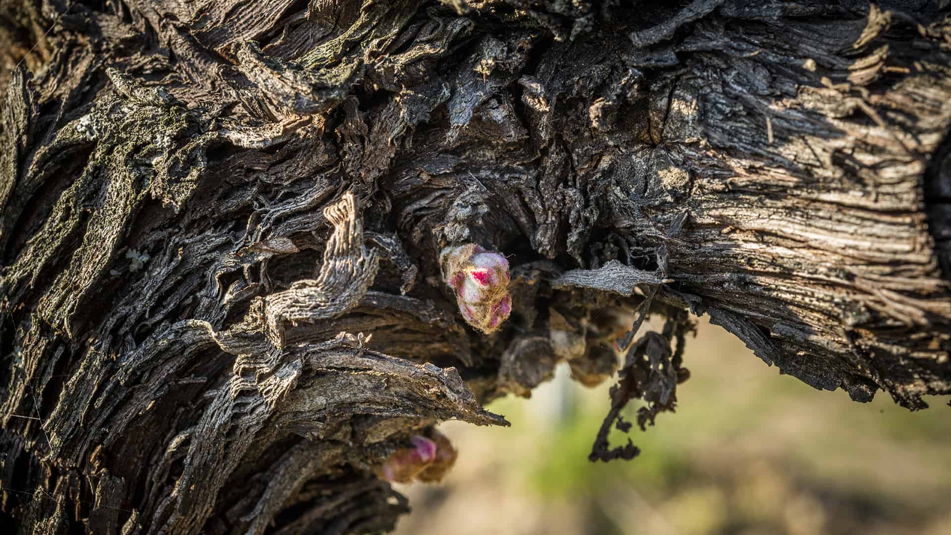 Convegno Tecnico: "La Franciacorta tra Ricerca & Sviluppo"