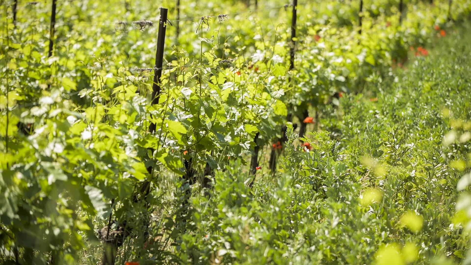 Il futuro sostenibile della Franciacorta