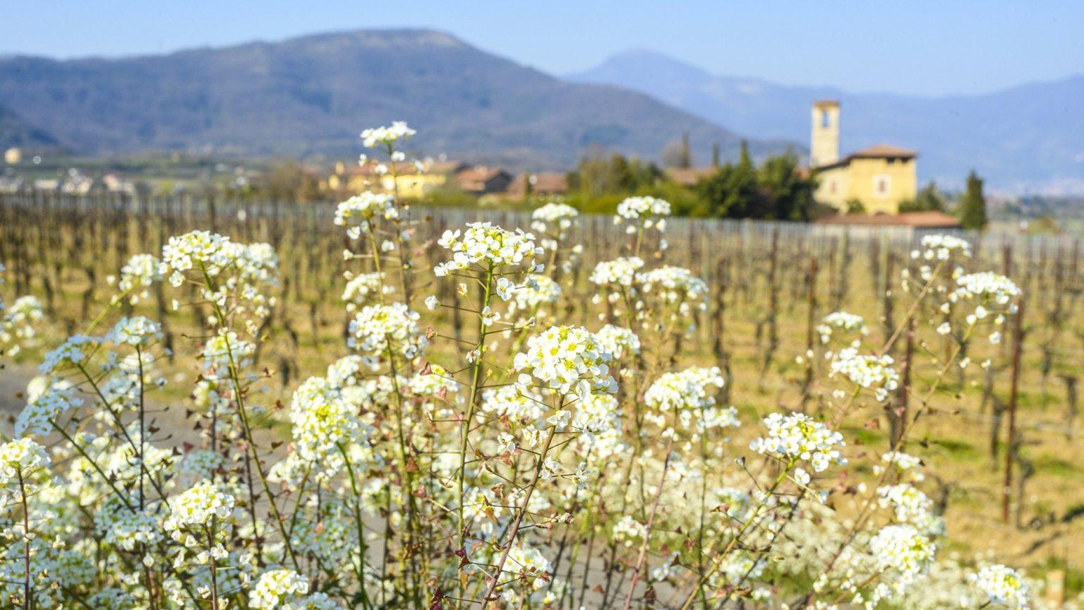 Konsortium für den Schutz des Franciacorta, Weinstrasse