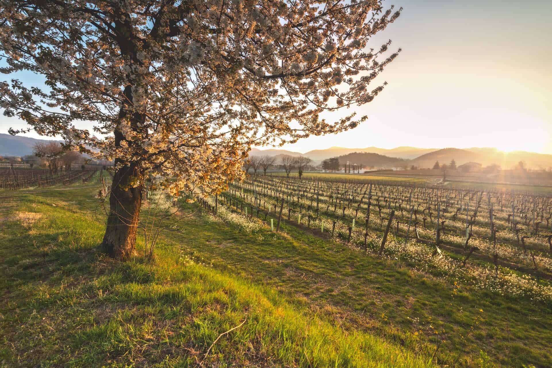 Festival di Primavera • Cibo e Cultura in Franciacorta