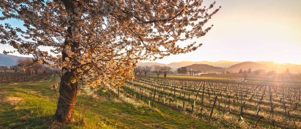 The Spring Festival Returns: Two Days in Franciacorta Among Castles, Museums, Oysters, and Wineries