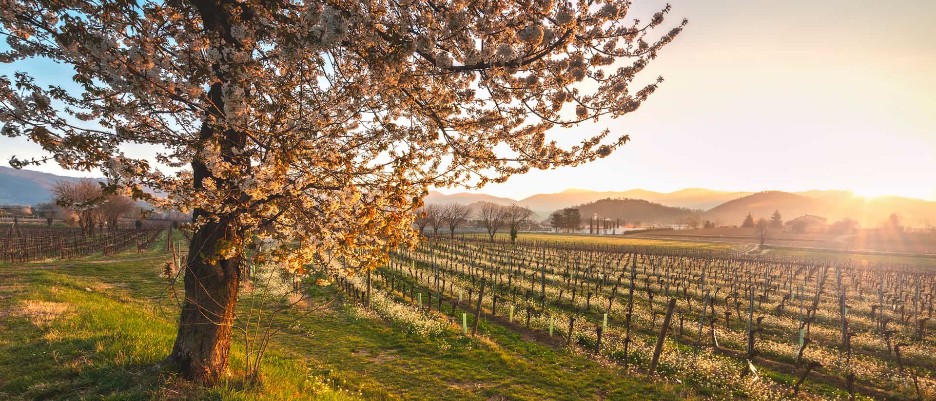 FESTIVAL DI PRIMAVERA
