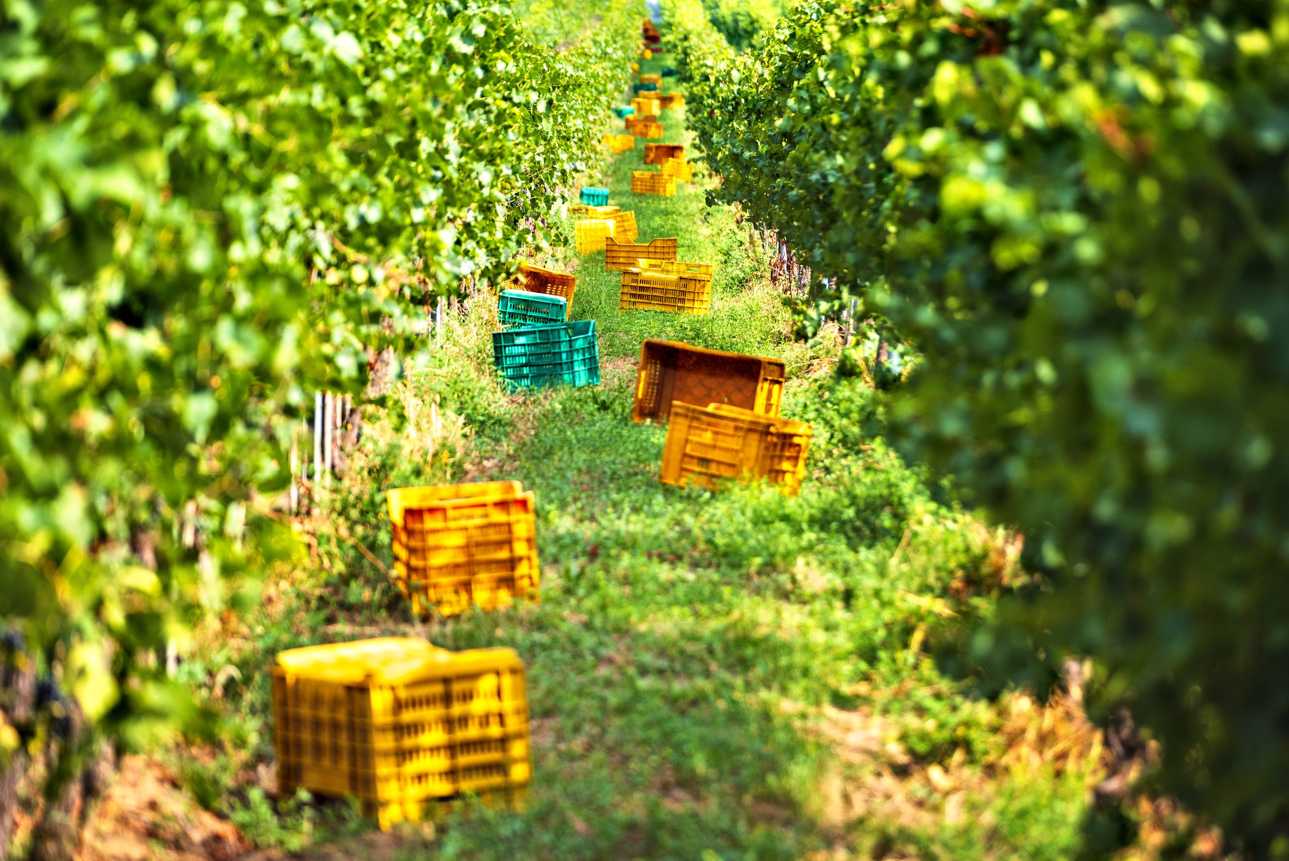 Vai al post La vendemmia Franciacorta 2026 parte in anticipo: tutta l’esperienza del territorio per rispondere ai mutamenti climatici